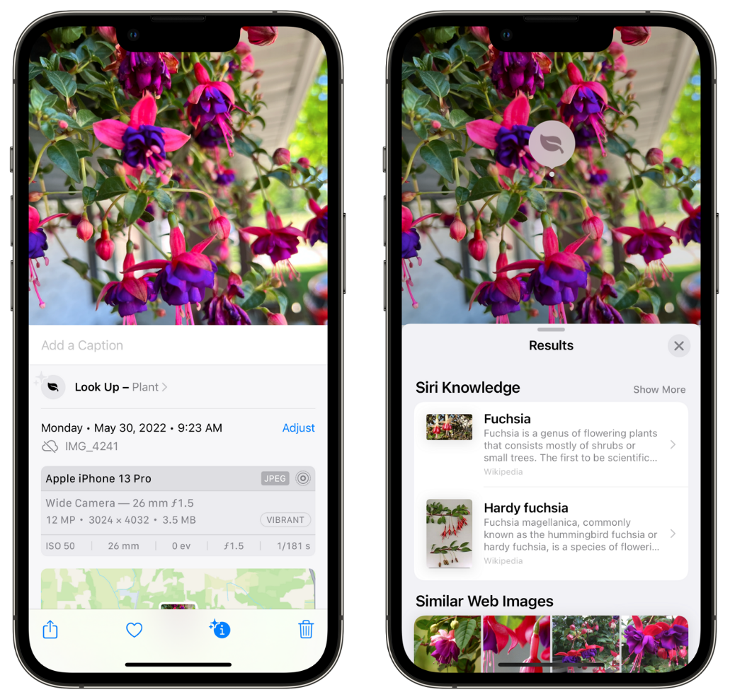 孟村苹果手机维修分享小技巧：使用 iPhone 相机识别花卉植物 